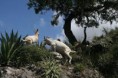¿Porque Fue Fundado San salvador rancho cabras?